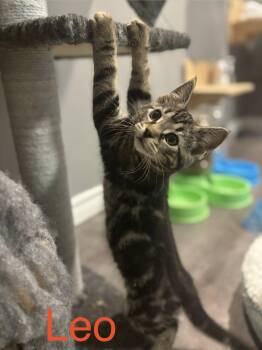 Leo -  Tabby Cat for Adoption in Hamilton, Ontario - Leo | PetCurious