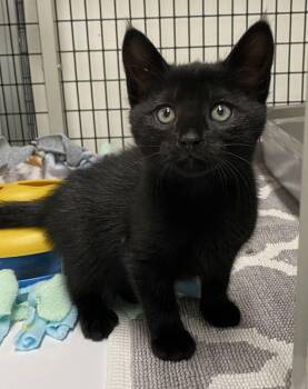 Meep -  Domestic Short Hair Cat Available for Adoption in Alexandria, Virginia - Meep | PetCurious