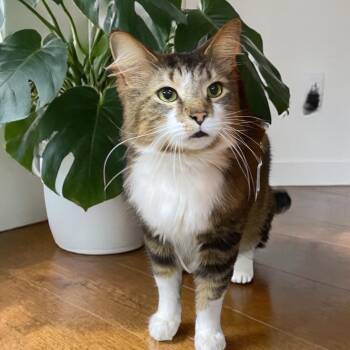 Domestic Long Hair Cats Available for Adoption in Elyria, Ohio - Rupert | PetCurious