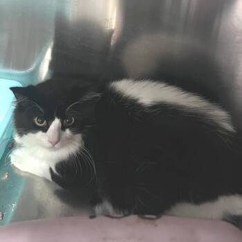 Domestic Medium Hair Cats Available for Adoption in Austin, Texas - Happy Meal | PetCurious