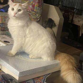 Maine Coon and Turkish Angora Cats Available for Adoption - Prune  | PetCurious