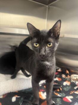 Basil -  Domestic Short Hair Cat for Adoption in Hilton Head Island, South Carolina - Basil | PetCurious