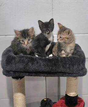 Domestic Short Hair Cats Available for Adoption in Muskego, Wisconsin - Luna - Playful And Affectionate Kitten | PetCurious