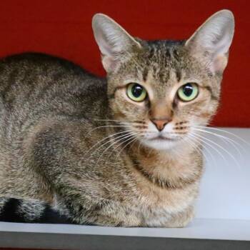 Kira -  Domestic Short Hair Cat for Adoption in Sarasota, Florida - Kira | PetCurious