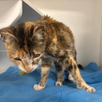 Little Lisa -  Domestic Short Hair Cat for Adoption in Saint Joseph, Missouri - Little Lisa | PetCurious