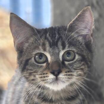 fig -  Domestic Medium Hair Cat for Adoption in Lexington, South Carolina - Fig | PetCurious