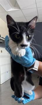 BERTHA -  Domestic Short Hair Cat for Adoption in San Antonio, Texas - BERTHA | PetCurious