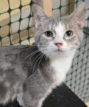 Rescue Tabby and Tuxedo Cats for Adoption in Las Cruces, New Mexico - Meyer | PetCurious