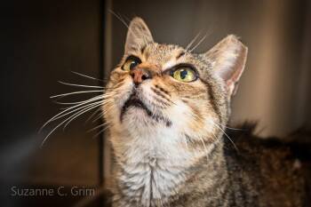 Sheba -  Domestic Short Hair Cat Available for Adoption in Elmwood, Louisiana - Sheba | PetCurious