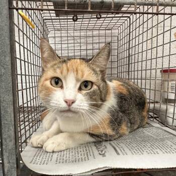 Domestic Short Hair Cats Available for Adoption in Leander, Texas - Joanie | PetCurious