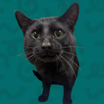 Domestic Short Hair Cats Available for Adoption in Reno, Nevada - J Balvin | PetCurious