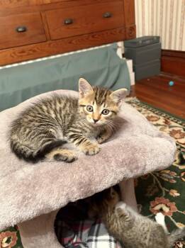 Ethel -  Tabby Cat for Adoption in Decorah, Iowa - Ethel | PetCurious