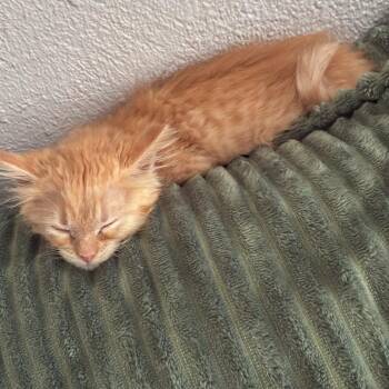 Nutmeg -  Domestic Short Hair Cat for Adoption in Wichita, Kansas - Nutmeg | PetCurious