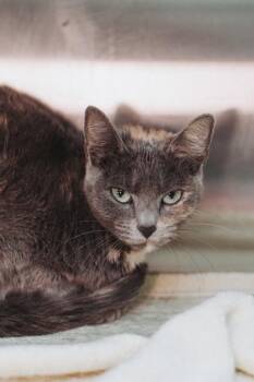 93197a Raya -  Domestic Short Hair Cat for Adoption in North Charleston, South Carolina - 93197a Raya | PetCurious