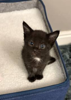 Max -  Domestic Short Hair Cat for Adoption in Fruit Heights, Utah - Max | PetCurious