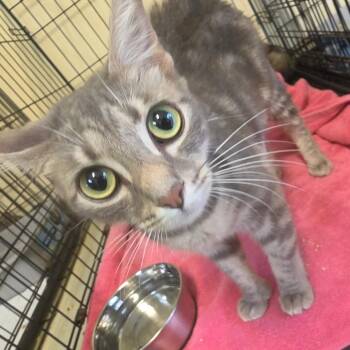 Delta Dawn -  American Shorthair Cat for Adoption in Melrose, Florida - Delta Dawn | PetCurious