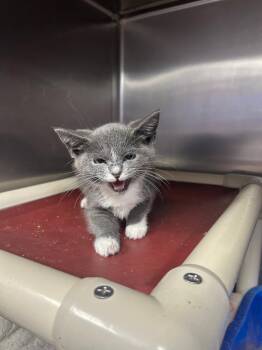 Willow -  Domestic Short Hair Cat for Adoption in New Cumberland, West Virginia - Willow | PetCurious