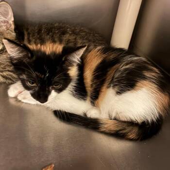 Miss Magestic Majesty -  Domestic Short Hair Cat for Adoption in Carencro, Louisiana - Miss Magestic Majesty | PetCurious