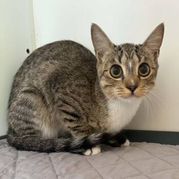 Dora - City of Industry Location -  Domestic Short Hair Cat for Adoption in Chino Hills, California - Dora - City Of Industry Location | PetCurious