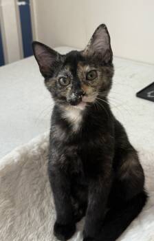 Rescue Domestic Medium Hair and Domestic Short Hair Cats for Adoption in Dallas, Texas - ChaCha | PetCurious