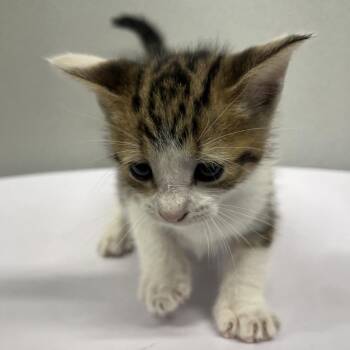 Granola -  Domestic Short Hair Cat for Adoption in Tampa, Florida - Granola | PetCurious