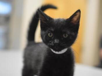 Herringbone -  Domestic Short Hair Cat for Adoption in Portland, Oregon - Herringbone | PetCurious