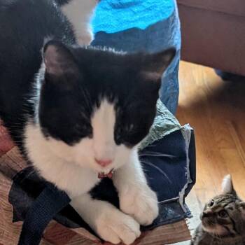 Rescue Domestic Short Hair Cats for Adoption in Evanston, Illinois - Mako | PetCurious