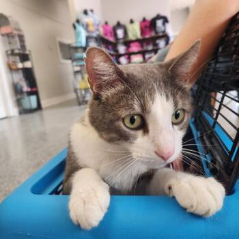 Jello -  Domestic Short Hair Cat Available for Adoption in Nashville, Tennessee - Jello | PetCurious