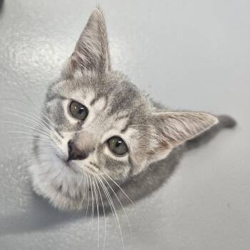 Krusty - At Pet Supplies Plus -  Domestic Short Hair Cat for Adoption in Kalamazoo, Michigan - Krusty - At Pet Supplies Plus | PetCurious