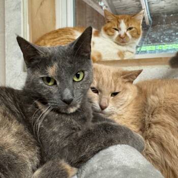 Rescue Domestic Short Hair Cats for Adoption in Hopkinton, Massachusetts - Ronny | PetCurious