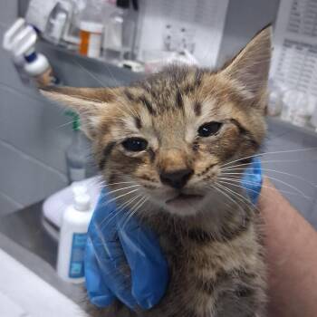 Snuggles -  Domestic Short Hair Cat for Adoption in Summerville, South Carolina - Snuggles | PetCurious