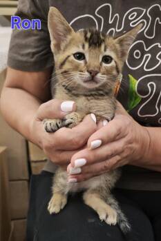 Ron Weasley  -  Domestic Short Hair Cat Available for Adoption in Woodland, California - Ron Weasley  | PetCurious