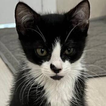 Milo -  Domestic Short Hair Cat for Adoption in Buffalo, New York - Milo | PetCurious