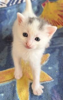 Adele -  American Shorthair Cat for Adoption in Orlando, Florida - Adele | PetCurious