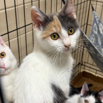 Nami -  Domestic Short Hair Cat for Adoption in Westminster, California - Nami | PetCurious