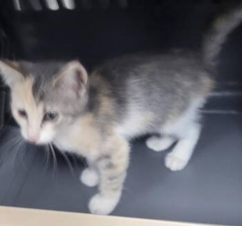 Nf 24 Pearl -  Domestic Short Hair Cat for Adoption in Lawrenceville, Georgia - Nf 24 Pearl | PetCurious