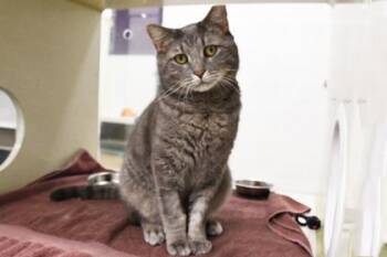 Domestic Short Hair Cats Available for Adoption in Schenectady, New York - Blue | PetCurious