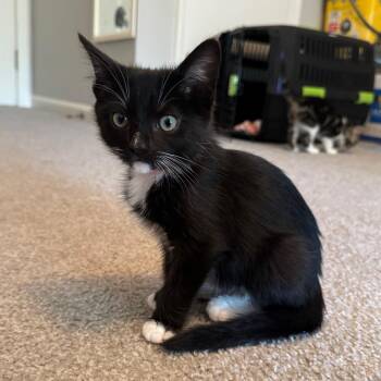 Grapefruit -  Domestic Short Hair Cat for Adoption in La Grange, Kentucky - Grapefruit | PetCurious