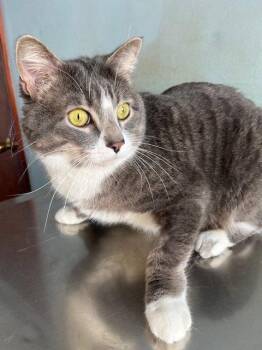 Domestic Short Hair Cats Available for Adoption in Kansas City, Missouri - Gregor | PetCurious