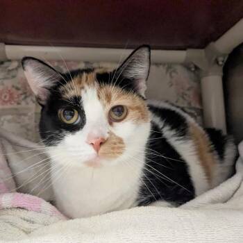Jersie -  Domestic Short Hair Cat for Adoption in Hendersonville, North Carolina - Jersie | PetCurious