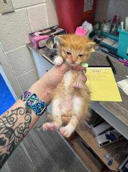 Domestic Short Hair Cats Available for Adoption in Johnson City, Tennessee - Rose | PetCurious