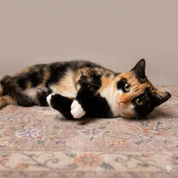Calico Cats Available for Adoption in Montclair, New Jersey - Pixie Dust | PetCurious