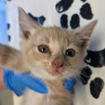 Calzone -  Domestic Short Hair Cat for Adoption in Mt. Juliet, Tennessee - Calzone | PetCurious