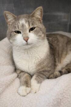 Domestic Short Hair Cats Available for Adoption - Cup Cake | PetCurious