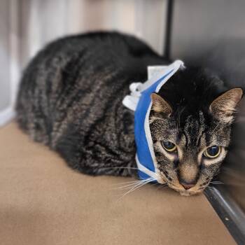 Rescue Domestic Short Hair Cats for Adoption in Lake Panasoffkee, Florida - Freesia | PetCurious