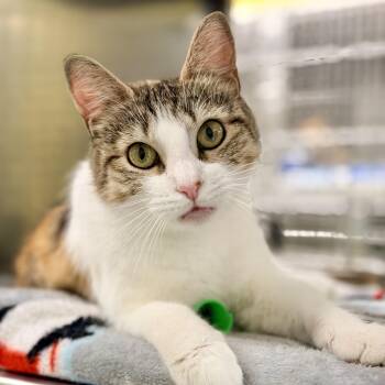 Mee Chew -  Domestic Short Hair Cat for Adoption in Jackson Township, New Jersey - Mee Chew | PetCurious
