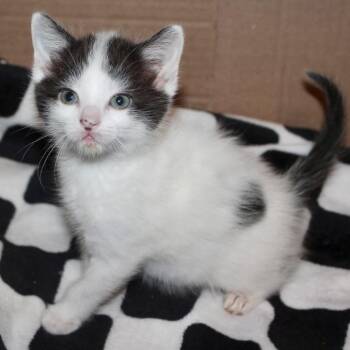 Rosie -  Domestic Short Hair Cat for Adoption in Saint Joseph, Missouri - Rosie | PetCurious