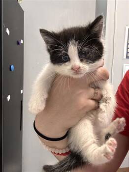 Cyclops -  Domestic Short Hair Cat for Adoption in West Chester, Pennsylvania - Cyclops | PetCurious