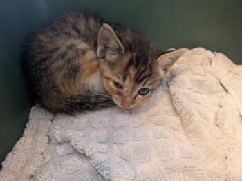 Belltara -  Domestic Short Hair Cat for Adoption in Atlanta, Georgia - Belltara | PetCurious