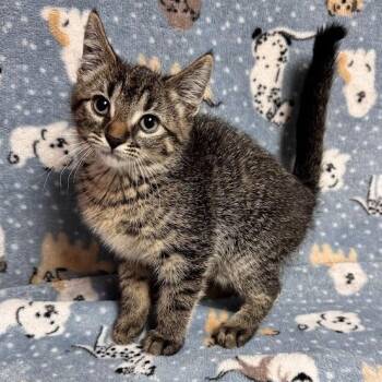 Cinderella -  Domestic Short Hair Cat for Adoption in Waterloo, Iowa - Cinderella | PetCurious